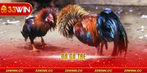 Đá Gà Tre - Bí Quyết Lựa Chọn Chiến Kê Bất Bại 2026