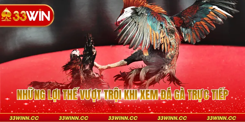 Những lợi thế vượt trội khi xem đá gà trực tiếp